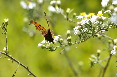 Close-up of butterfly pollinating on flower