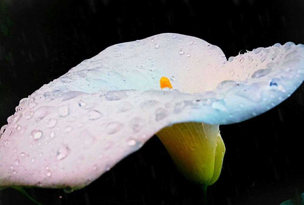 water, drop, fragility, freshness, flower, close-up, wet, beauty in nature, petal, yellow, nature, flower head, growth, season, single flower, focus on foreground, dew, white color, plant, raindrop