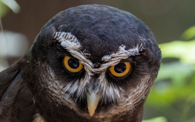 Close-up portrait of owl