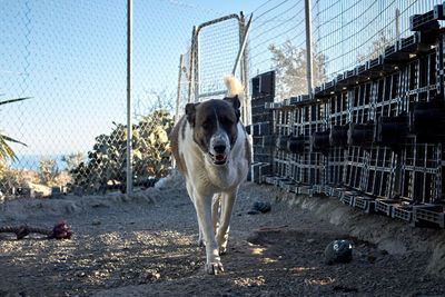 Dog looking away on chainlink fence