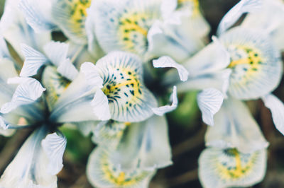 Close-up of flowers blooming outdoors