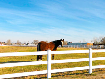 View of horse in field against sky