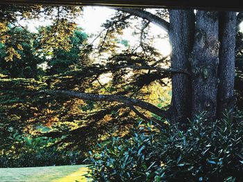 Close-up of tree in forest