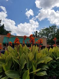 Plants and trees against sky