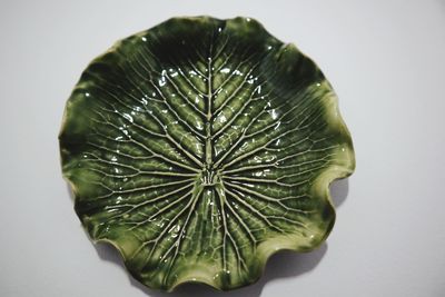 Close-up of leaf against white background