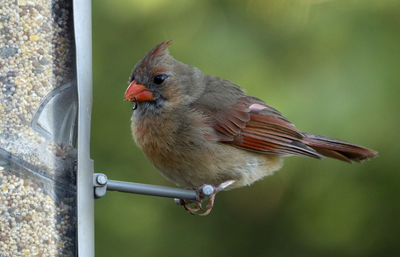 Perching at the feeder