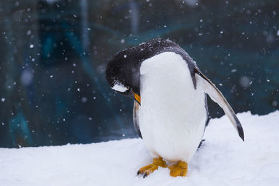 Penguin in a zoo during a winter day