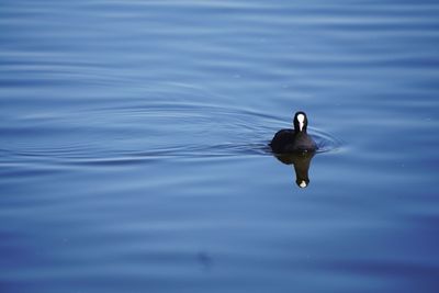 High angle view of duck swimming in lake