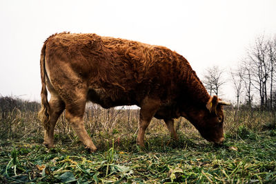 Brown cow grazing on grassy field against sky