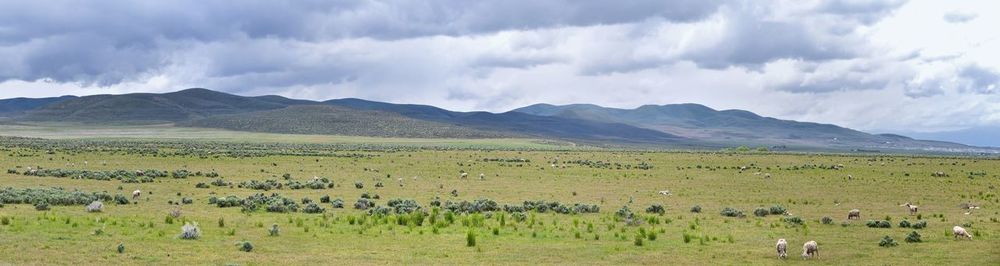 Panoramic view of landscape