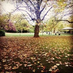 Trees in park