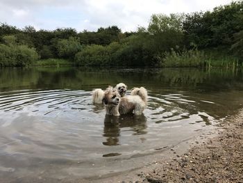 Ducks swimming in lake