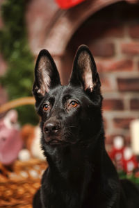 Close-up portrait of black dog