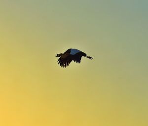 Low angle view of bird flying in sky