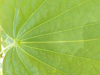 Macro shot of leaf