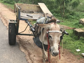 Horse cart on field