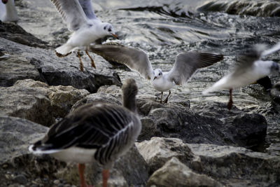 Close-up of seagulls landing on rock
