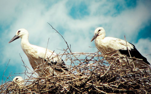 Close-up of birds perching against sky