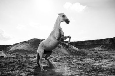 View of horse jumping in front of a mountain against sky