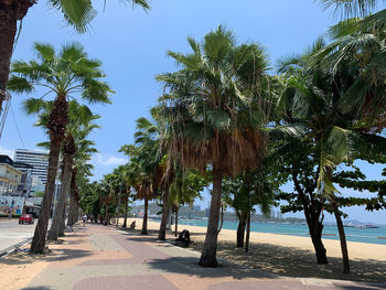 Palm trees on beach against sky in city