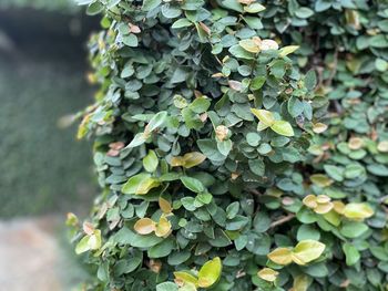 Close-up of ivy growing on plant