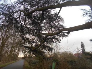 tree