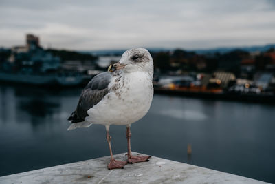 Seagull perching on a sea