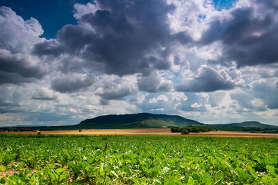 Scenic view of field against sky