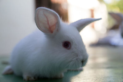Close-up of white rabbit