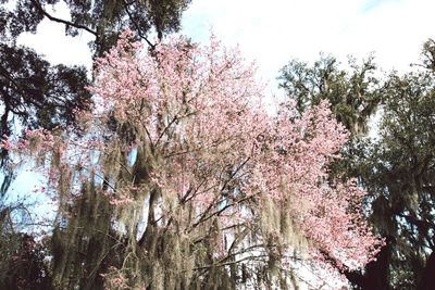 Low angle view of trees against sky