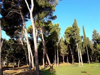 Trees in park against sky