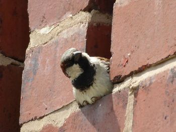 Cat lying on wall