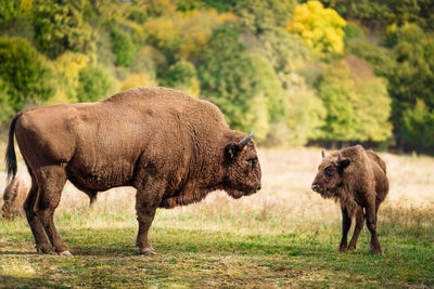 Bison family in reservation