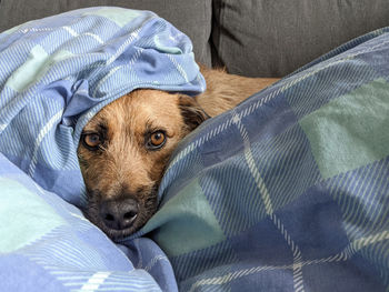 Portrait of a dog snuggled in a duvet