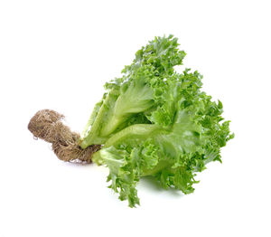 Close-up of fresh green plant against white background