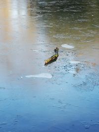 High angle view of duck swimming on lake