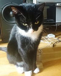 Portrait of cat sitting on floor at home