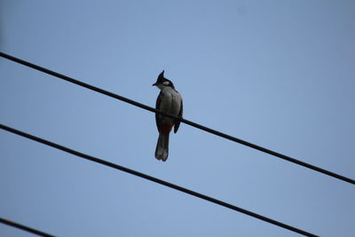 Low angle view of bird perching on cable