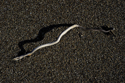 High angle view of starfish on sand