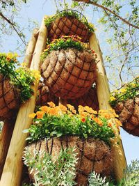 Low angle view of flowering plants on potted plant