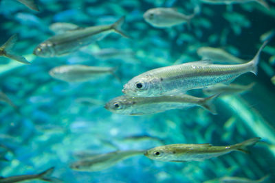 Fish swimming in sea