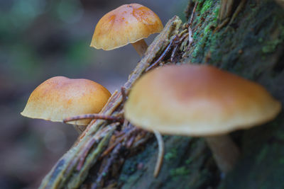 Close-up of mushrooms growing on tree