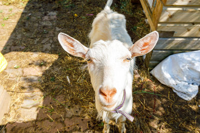 High angle view of a horse