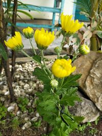 Close-up of yellow flowering plants