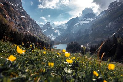 Yellow flowering plants on field by mountains against sky