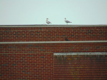 Low angle view of birds perching on tree