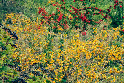 Close-up of multi colored flowers