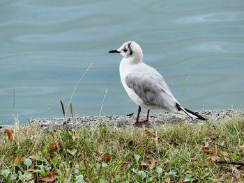 Seagull perching on grass by the lake