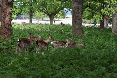 Deer on field