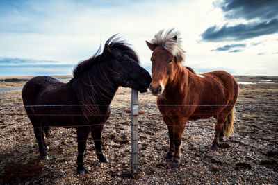 Horse standing on field